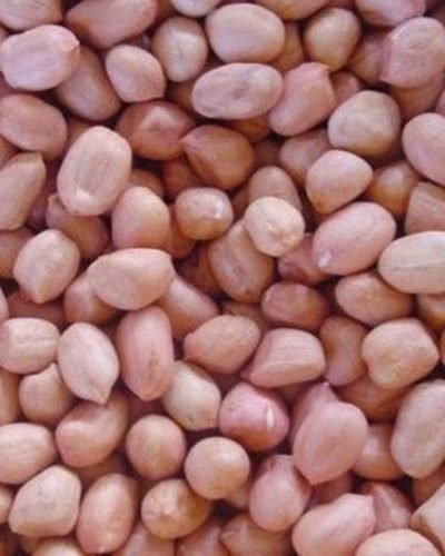Kacang Tanah / Groundnut / চিনাবাদাম