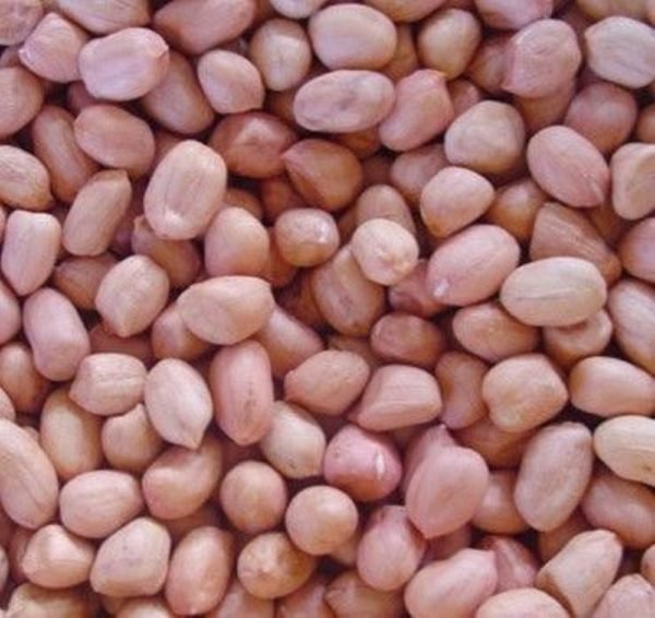 Kacang Tanah / Groundnut / চিনাবাদাম