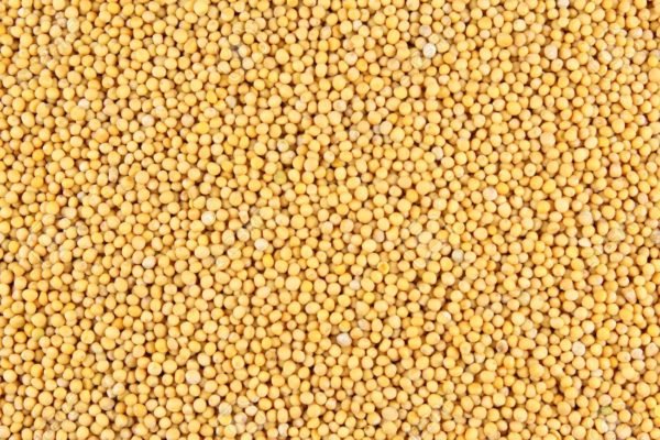 White Mustard Seeds / সাদা সরিষার দানা