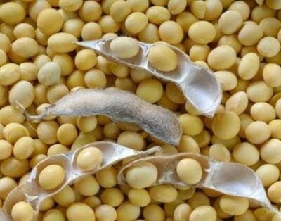 Soya Bean / Kachang Soya 250 Gram Pack